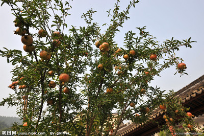 我愛(ài)家鄉(xiāng)的石榴樹(shù)