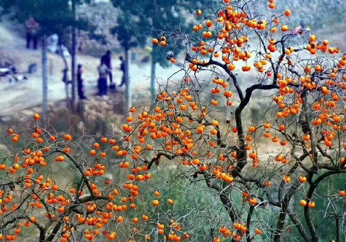 又到柿子成熟時(shí)