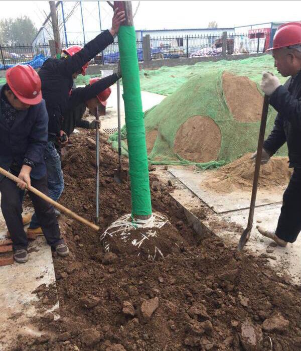 陜西綠宇園林公司“做實 創(chuàng)新”顯成效