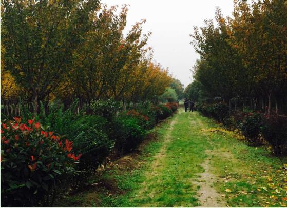 陜煤建設(shè)綠宇園林公司：以自有苗木為設(shè)計基礎(chǔ)，打造“花園式”工程