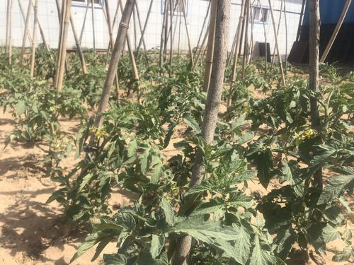 陜煤建設洗選煤運營公司小保當運營項目部打造沙漠中的“綠色農(nóng)場”