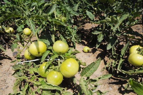 陜煤建設(shè)掘進(jìn)公司：項(xiàng)目部“開心農(nóng)場(chǎng)”豐收了