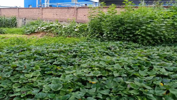 陜煤建設(shè)洗選煤運營公司紅柳林洗煤廠項目部：職工“菜園子”，舒筋又舒心