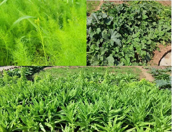 小小菜園 勞動喜收獲