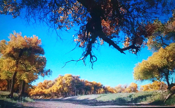 走進內(nèi)蒙額濟納，與胡楊林的美撞個滿懷