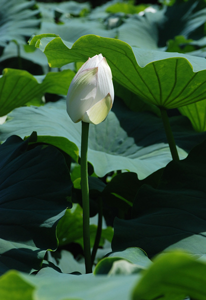 看取荷花凈，應(yīng)知不染塵