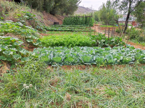 陜煤建設(shè)洗選煤運(yùn)營公司紅柳林洗煤廠項(xiàng)目部：職工菜園，“蔬”心“食”尚