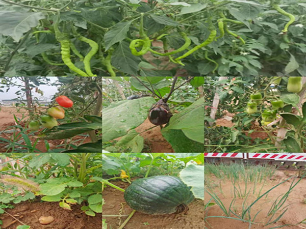 陜煤建設(shè)咸陽分公司第九項(xiàng)目部：碩果累累的“菜園子”，滿滿當(dāng)當(dāng)?shù)摹安嘶@子”