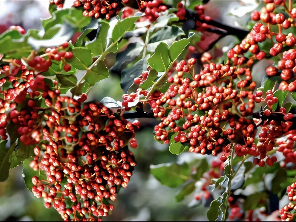  椒香溢韓城，福澤潤民心