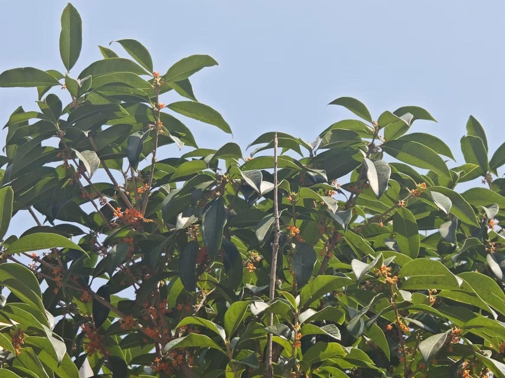 滿城桂花香，最是秋意濃