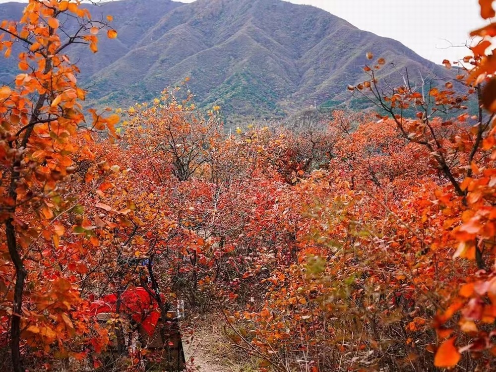紅葉燃情，歷史鑄魂