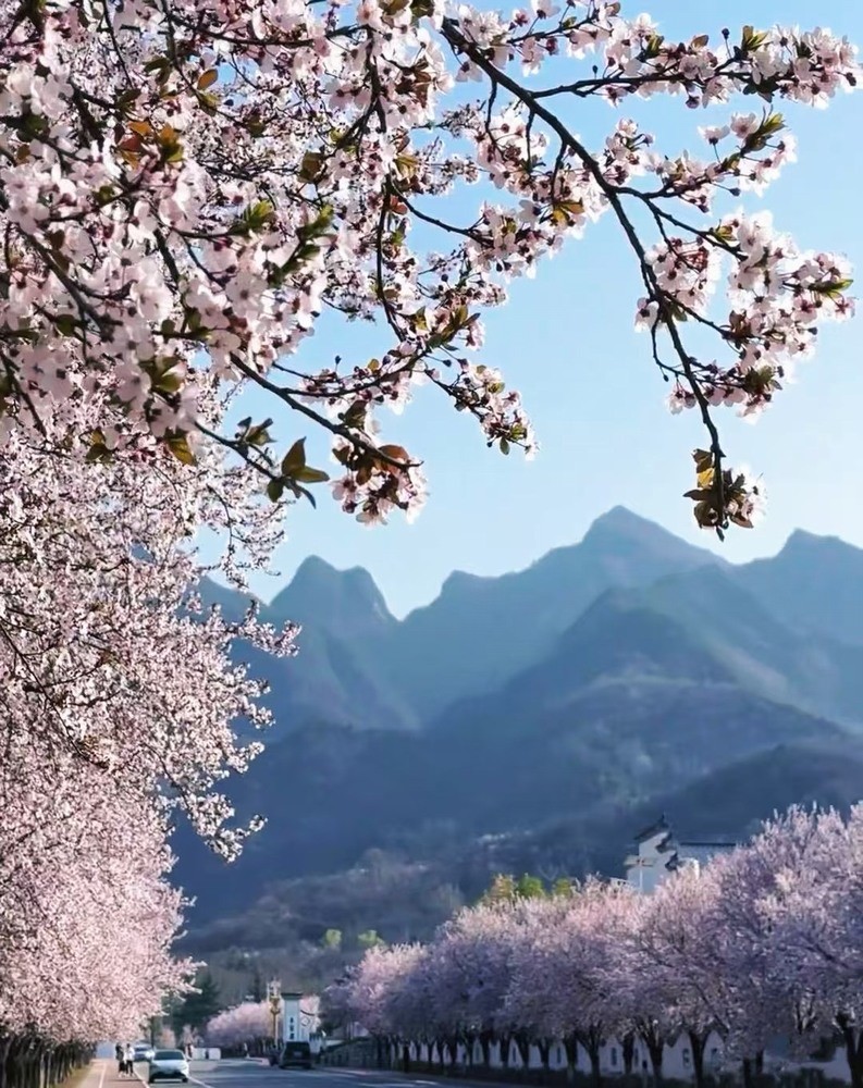 邂逅春櫻，期許四季