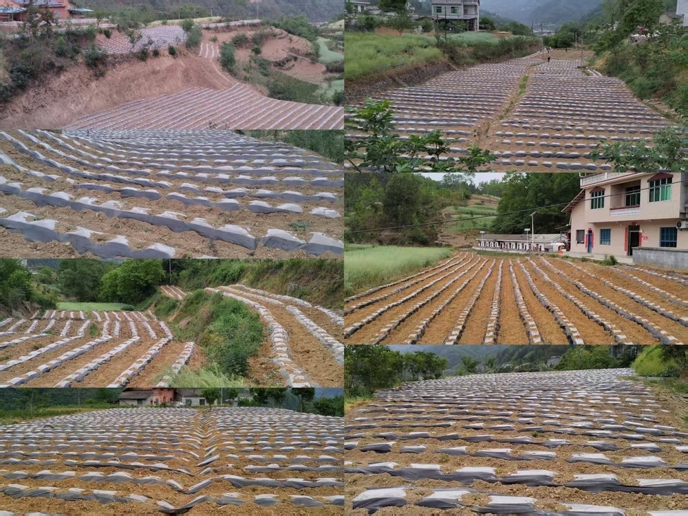 陜煤建設(shè)定點(diǎn)幫扶村：打響烤煙種植抗旱攻堅戰(zhàn)