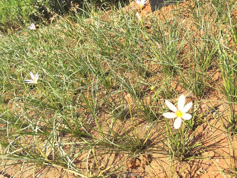 電廠花開時，奮斗自成章