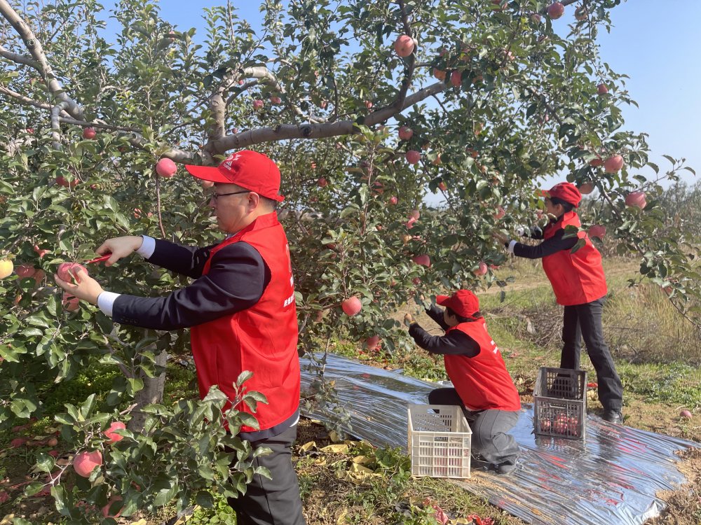 陜煤建設(shè)澄合分公司機關(guān)黨支部：黨員助農(nóng)采摘忙 蘋果園里踐初心
